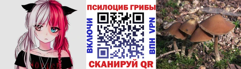 Псилоцибиновые грибы Psilocybine cubensis  Электросталь 